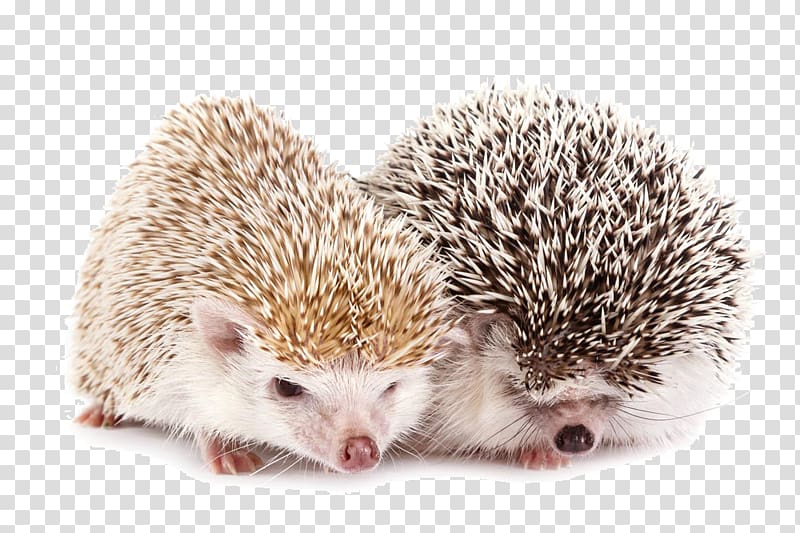 hedgehog clipart two animal