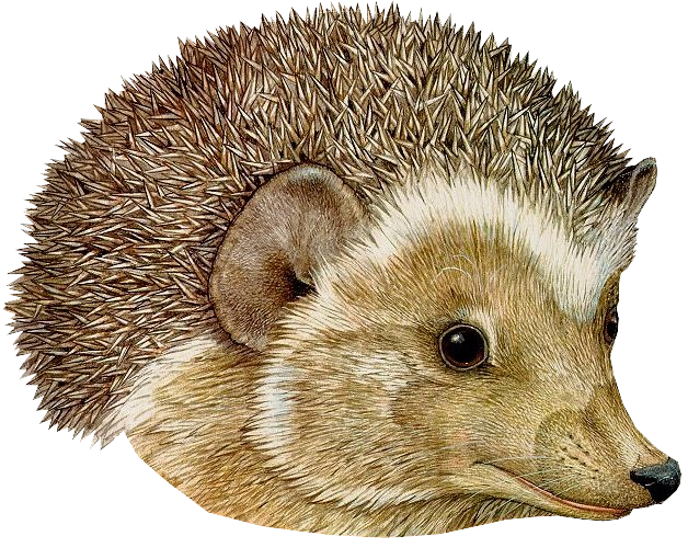 Hedgehog clipart urchin. Png 