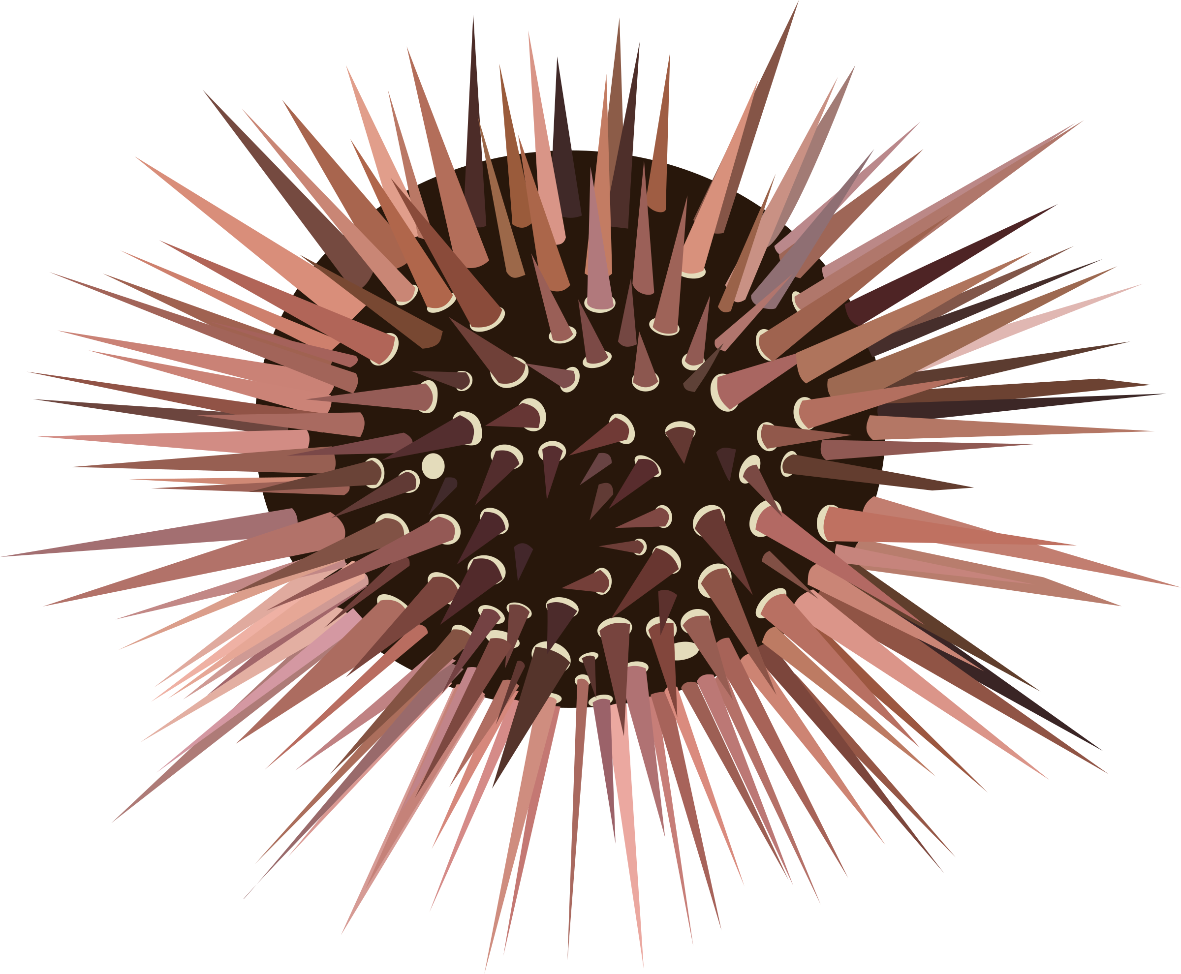 hedgehog clipart urchin