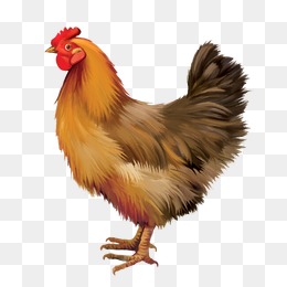 Chicken clipart fowl. Hen png vectors psd