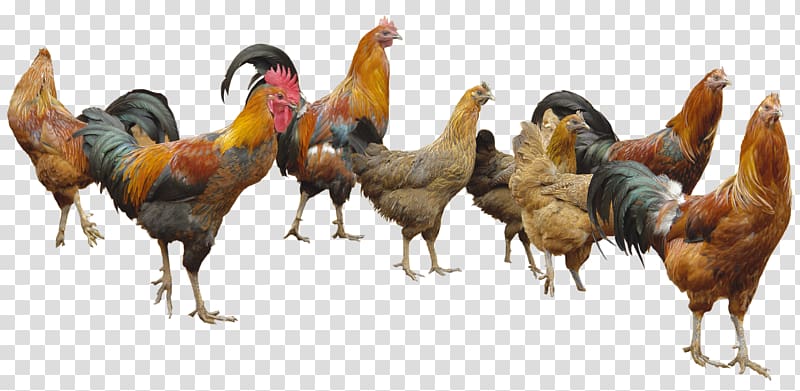 hen clipart chicken flock