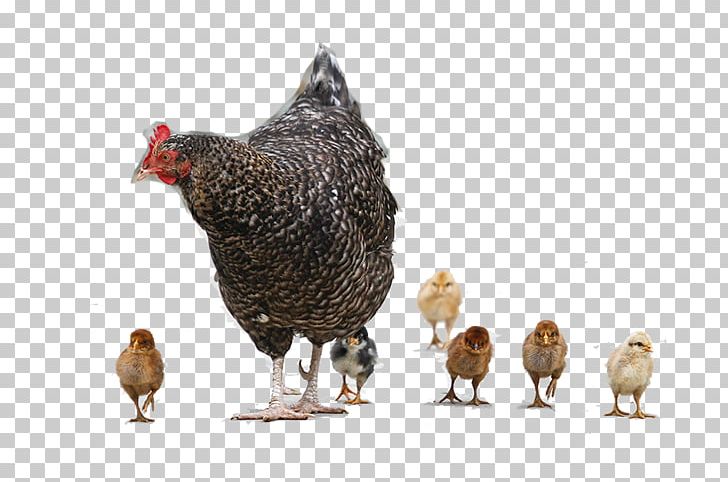 Png animals baby . Hen clipart chicken meat