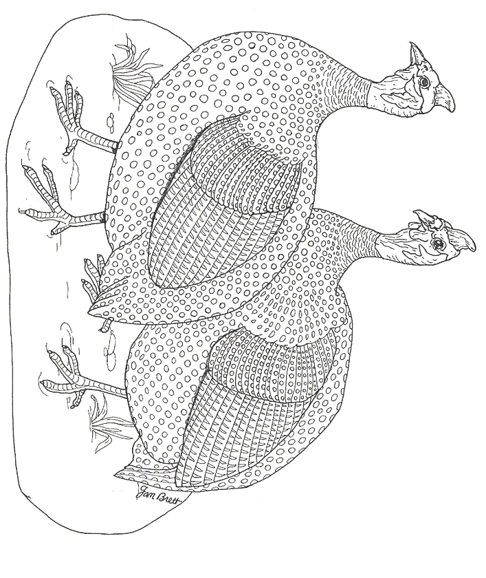 hen clipart colouring page