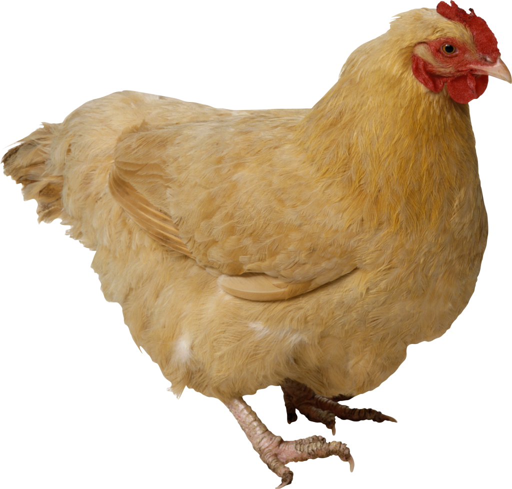 Hen clipart common animal. Pin by pets planet