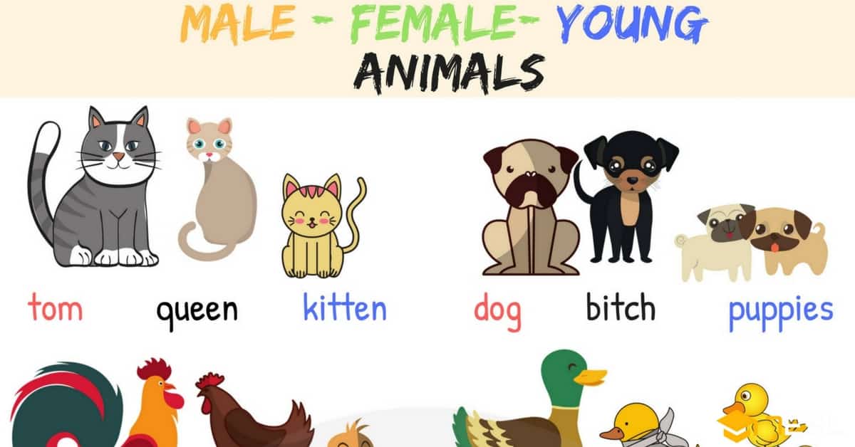 Male female baby names. Hen clipart common animal