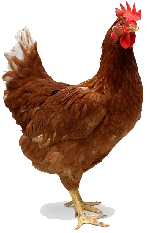 hen clipart female chicken
