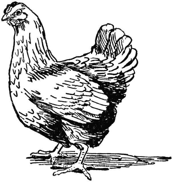 hen clipart female chicken