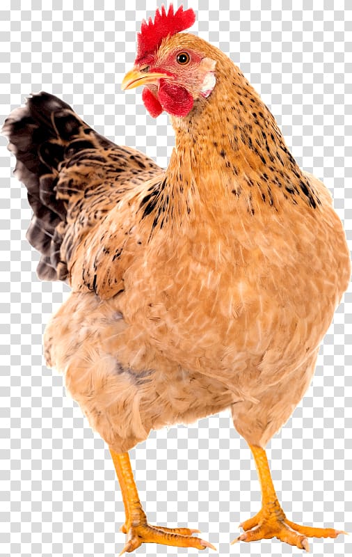 hen clipart free range chicken