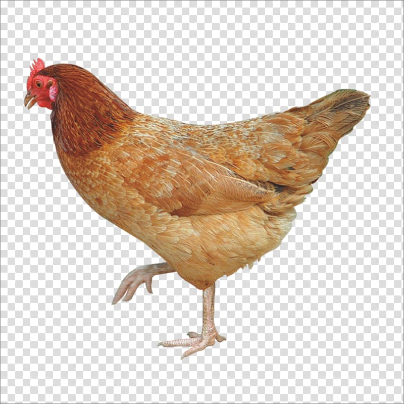 hen clipart free range chicken
