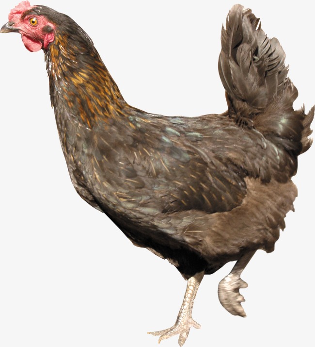 hen clipart group chicken