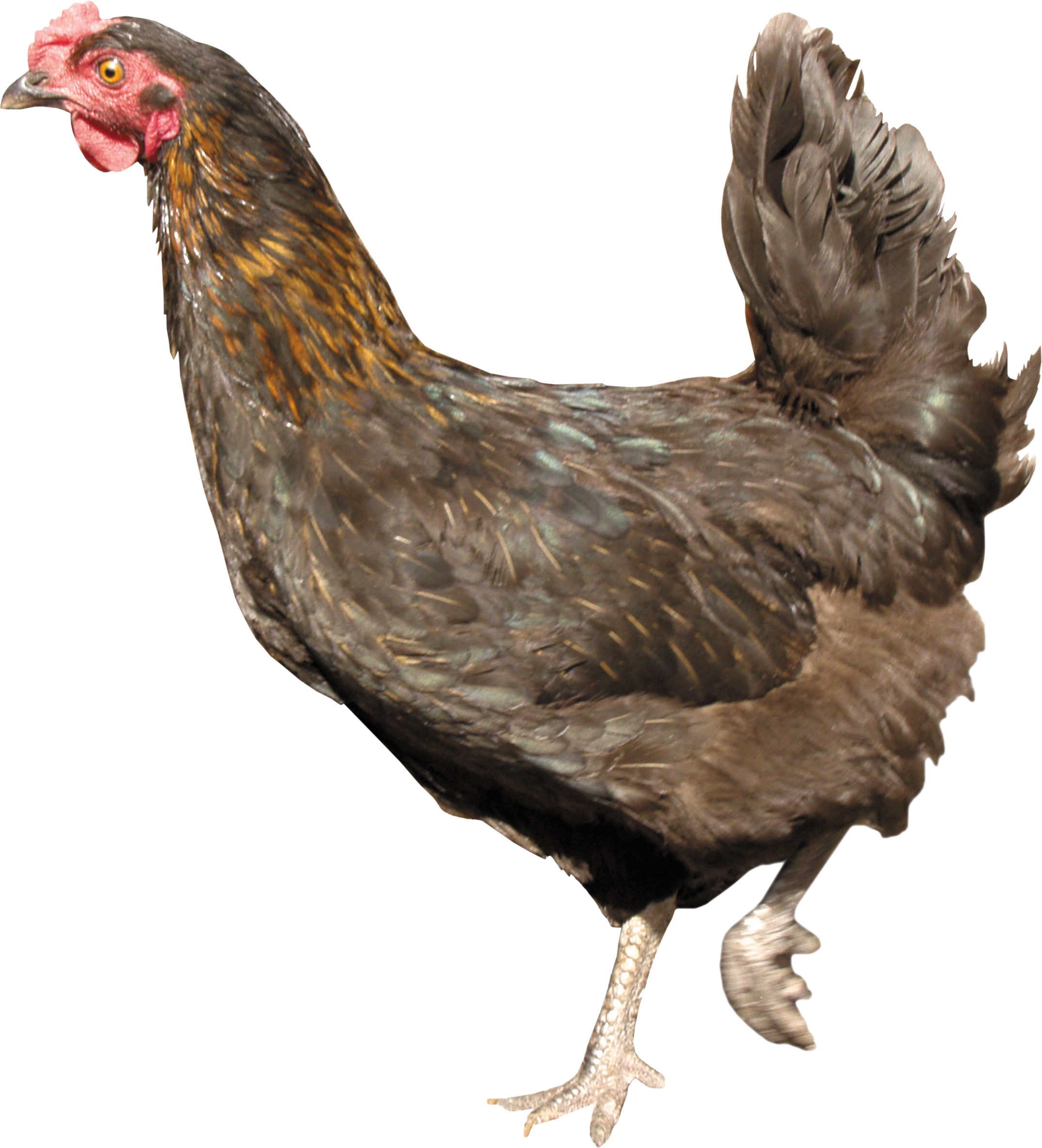 Png images free picture. Hen clipart layer chicken