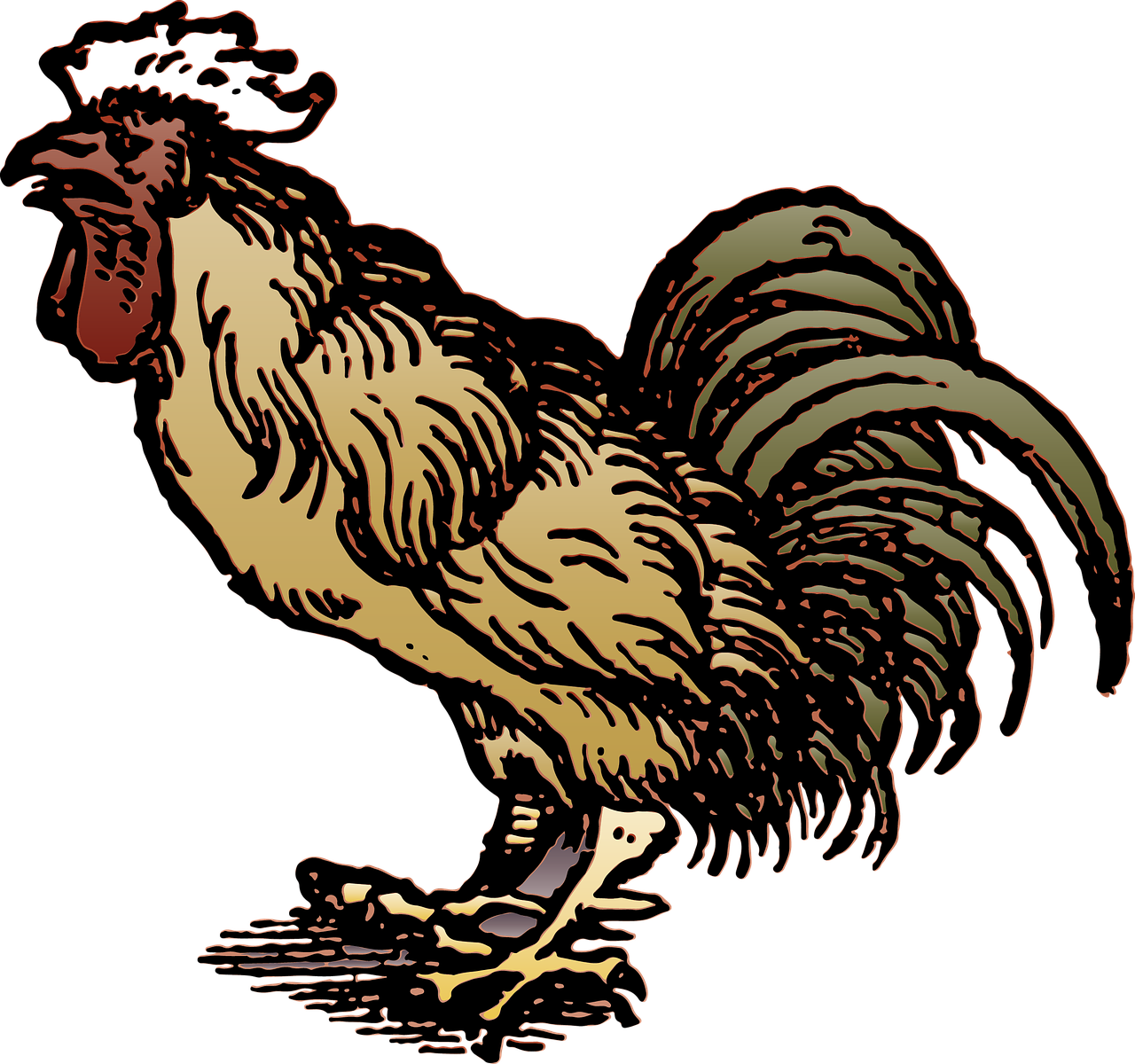 hen clipart life cycle chicken