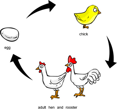 hen clipart life cycle chicken