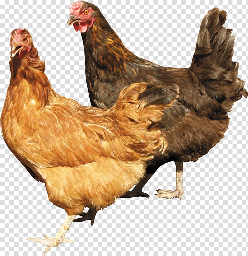 hen clipart live chicken