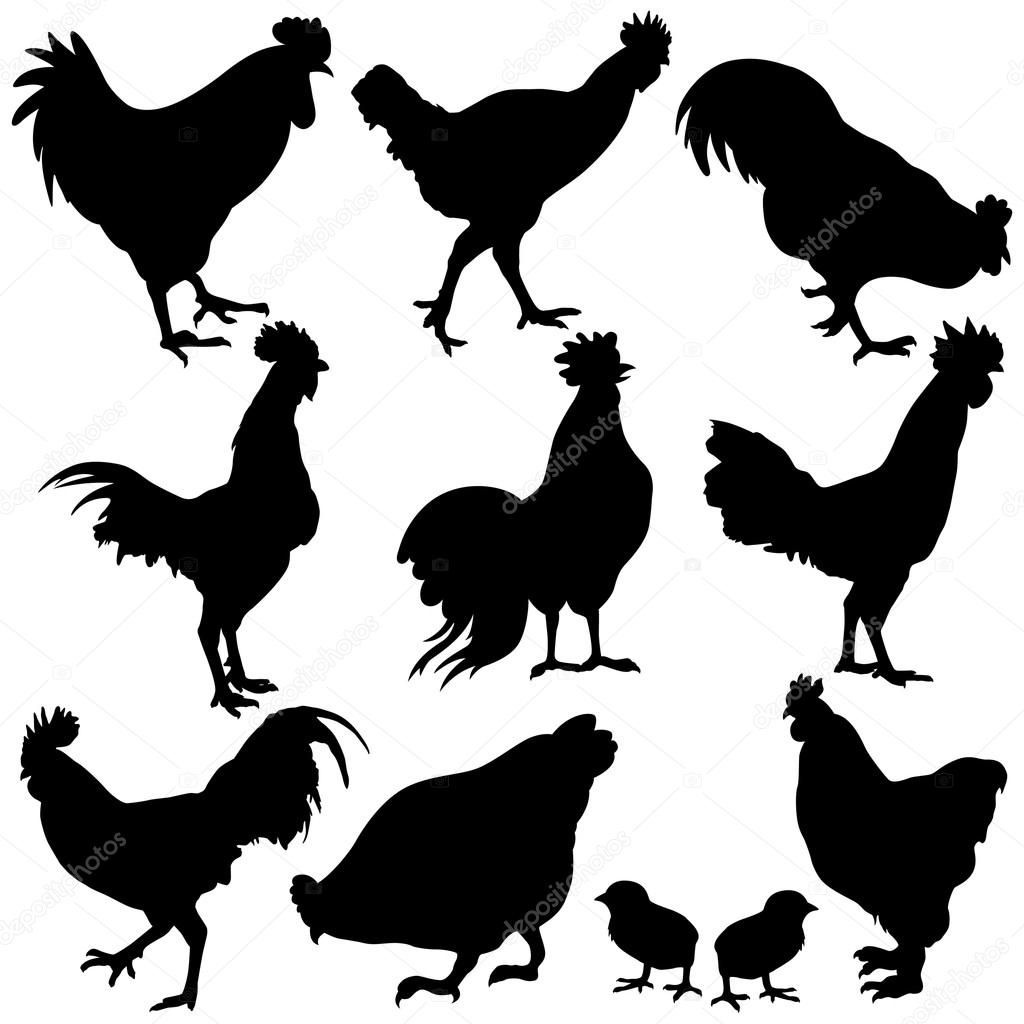 Chicken silhouette free cricut. Hen clipart omnivorous animal