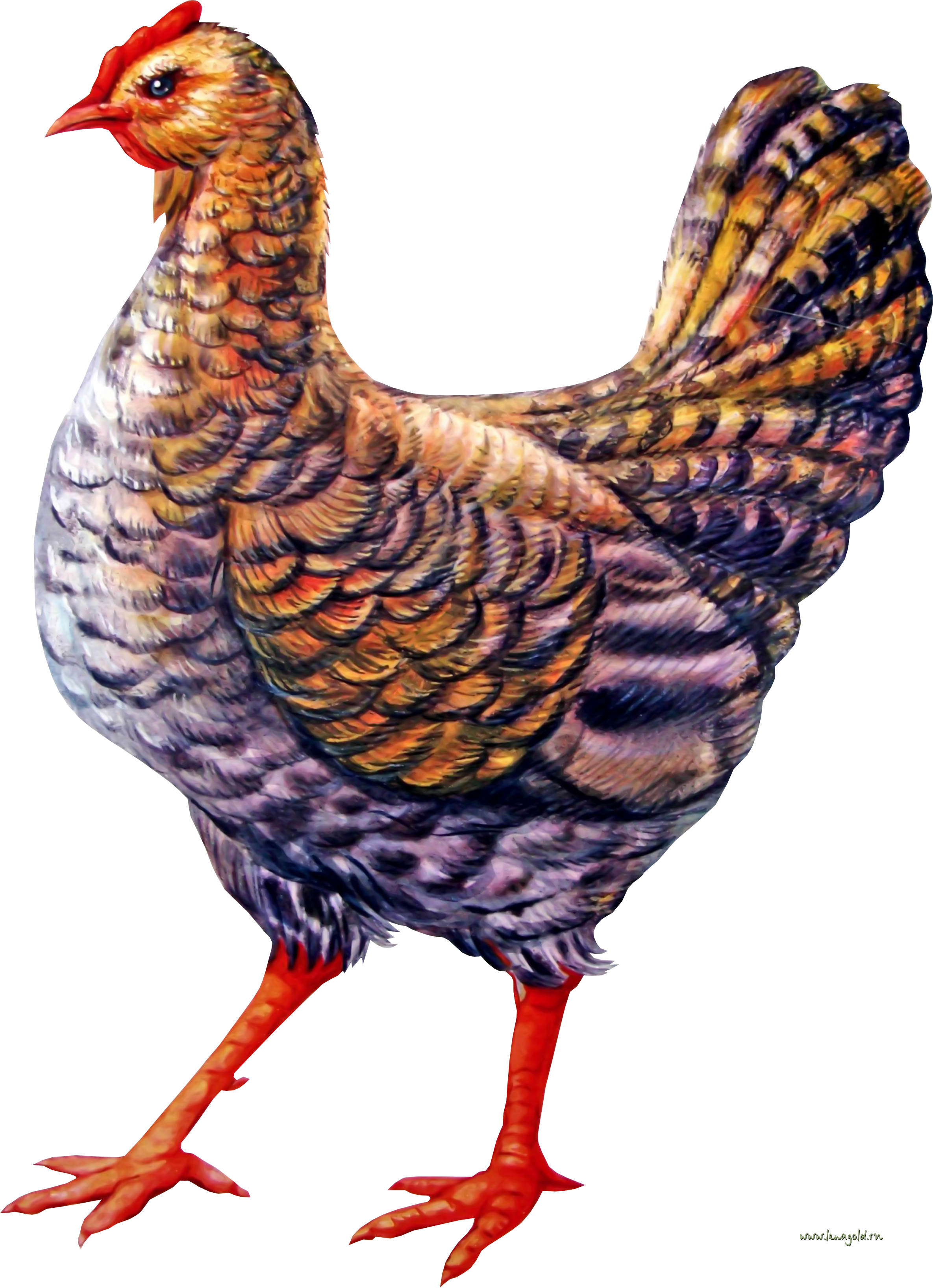Hen clipart omnivorous animal. Chicken png image 