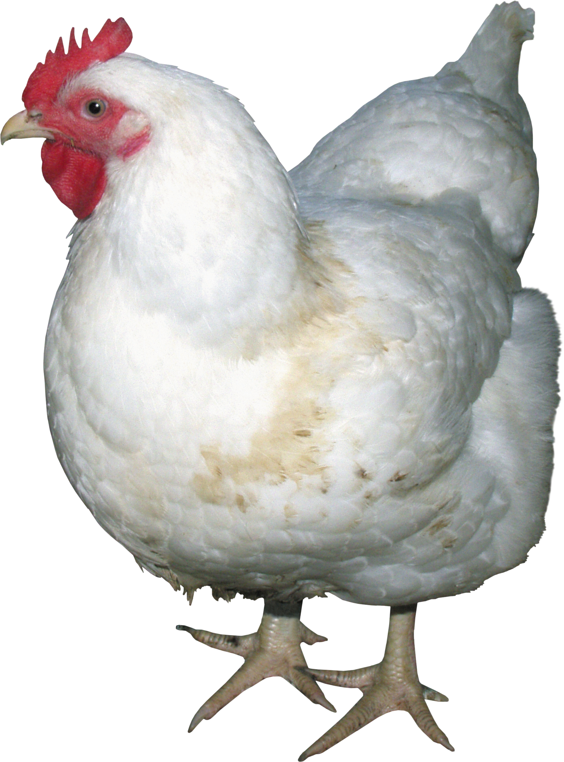 Chicken png image . Hen clipart omnivorous animal