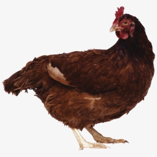 Hen clipart omnivorous animal. Clip library download 