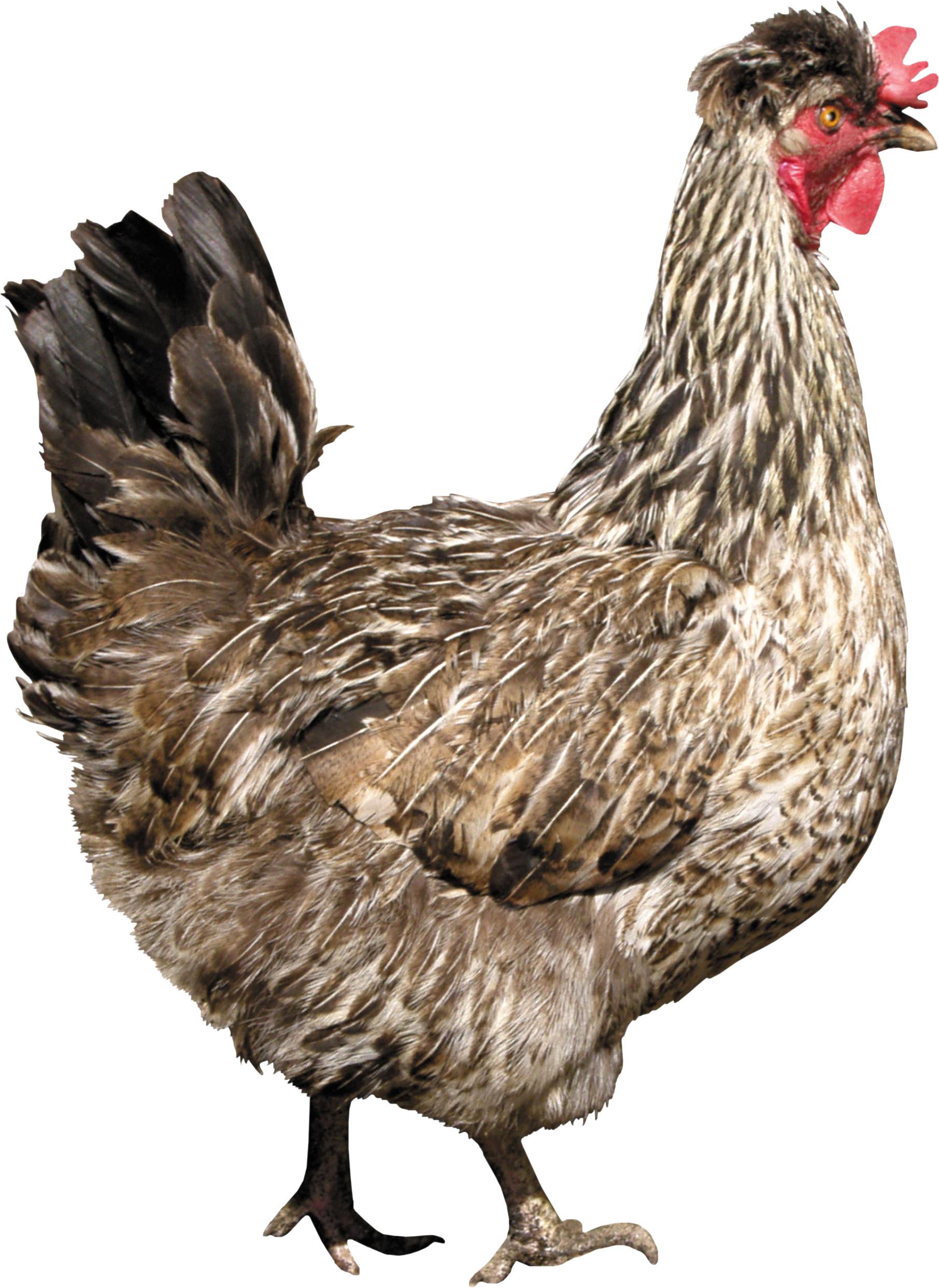 Chicken png image . Hen clipart omnivorous animal