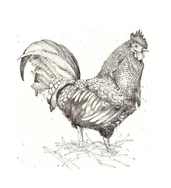 Drawing of a cockerel. Hen clipart pencil sketch