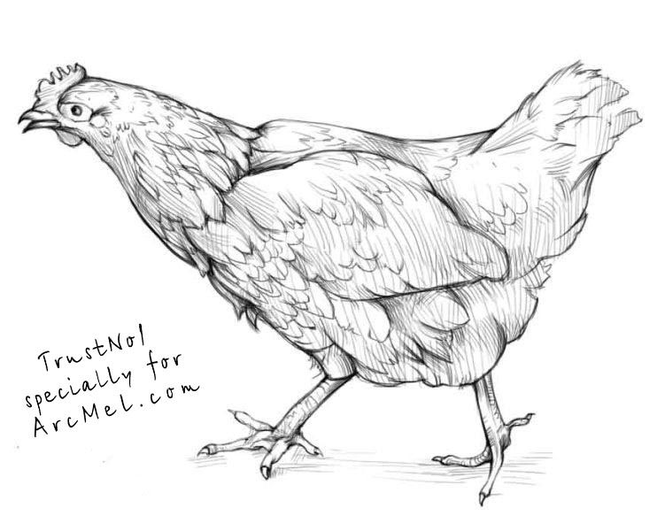 Hen clipart pencil sketch. How to draw a