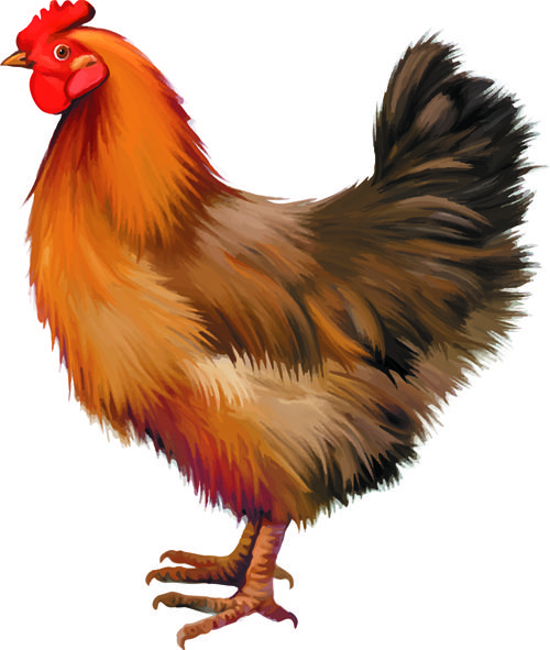 hen clipart realistic