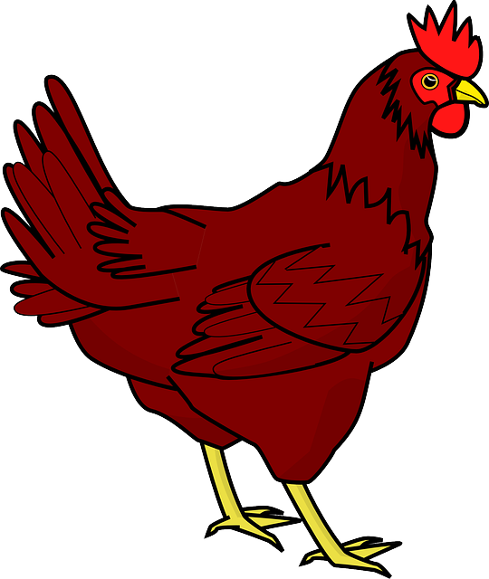 Hen clipart realistic. Cochin chicken the little