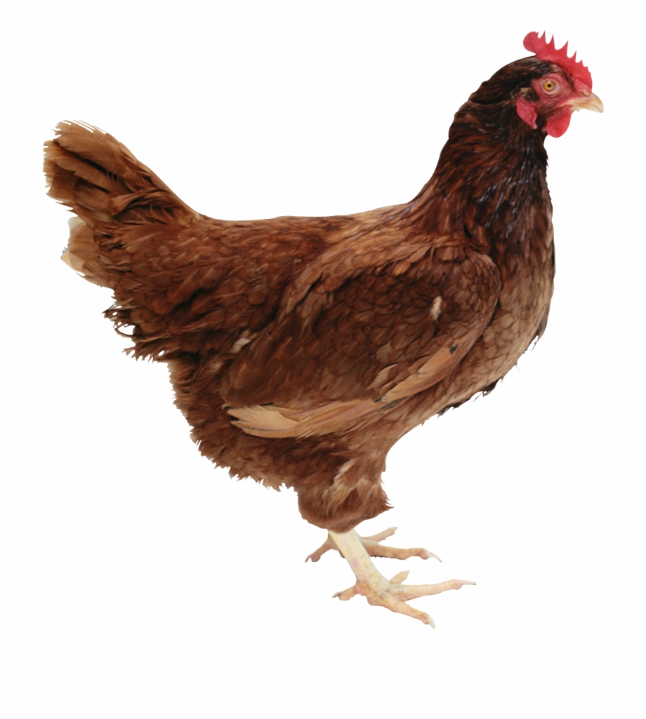 hen clipart small brown