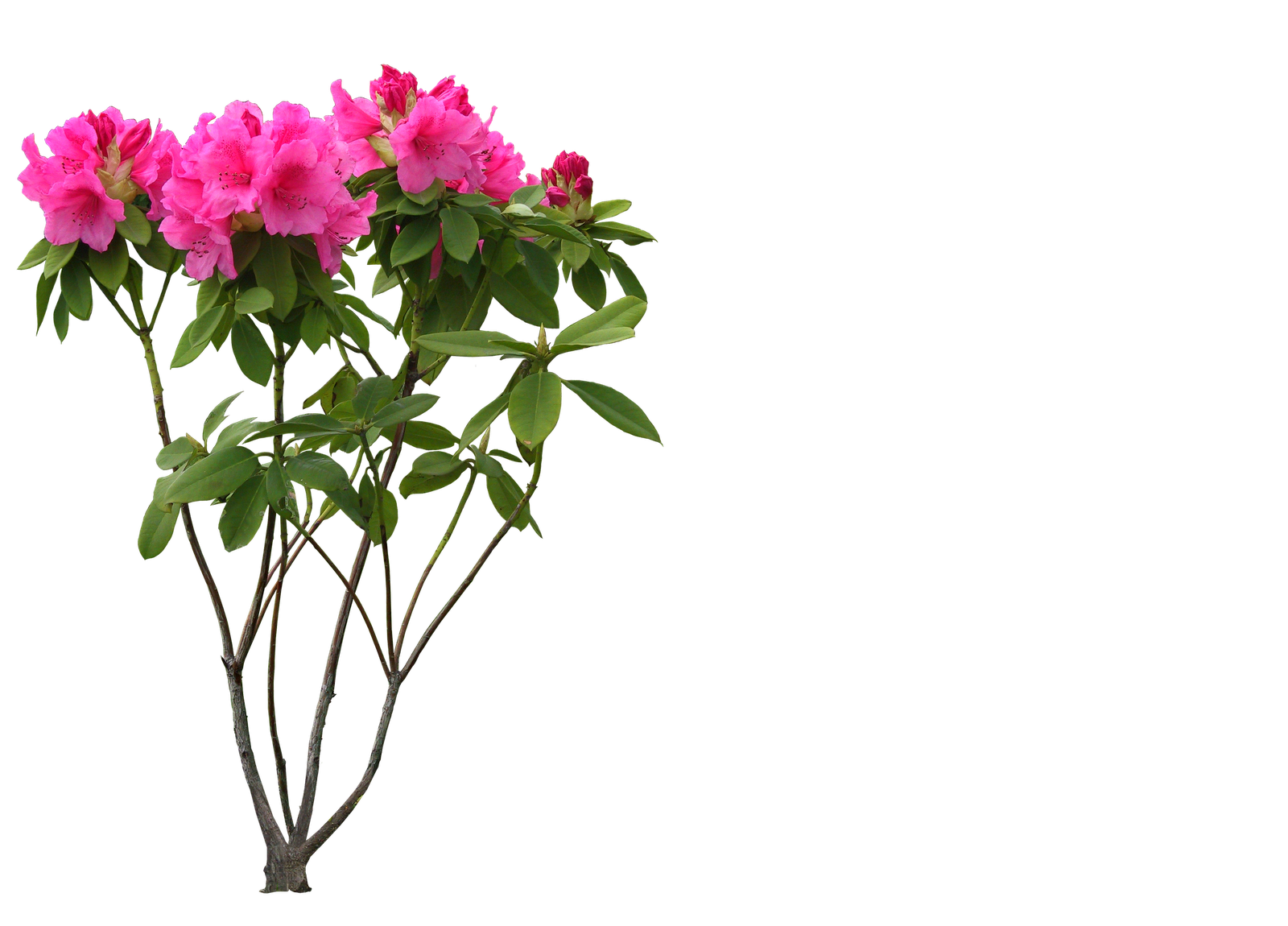  collection of high. Hi clipart resolution