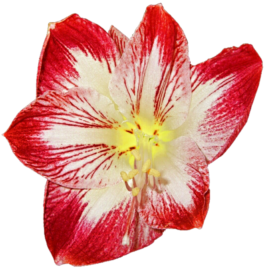 lily clipart amaryllis