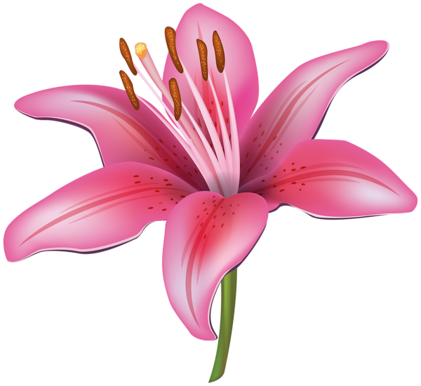 moana clipart realistic flower