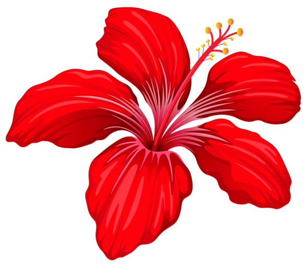 Hibiscus amarylli flower