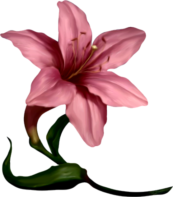 Lily amaryllis