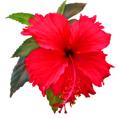 hibiscus clipart beautiful plant