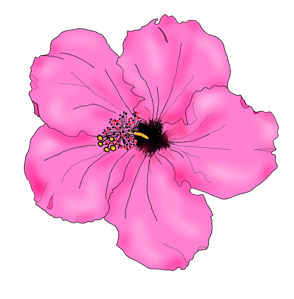 Hibiscus clipart bunga  raya  Hibiscus bunga  raya  
