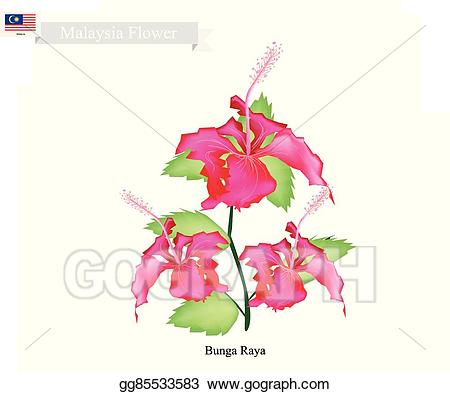 Hibiscus clipart bunga raya. Vector national flower of