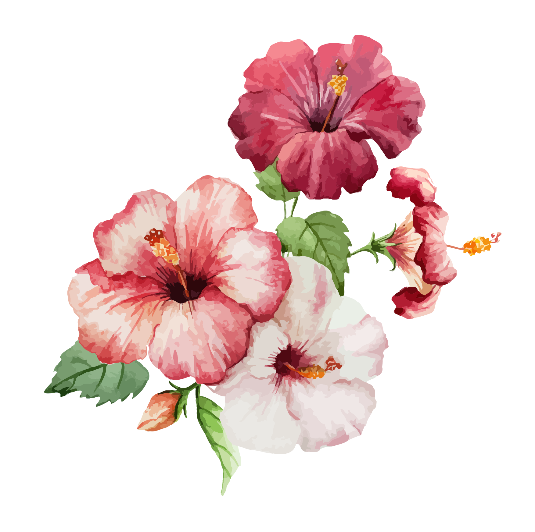 Flowers drawing at getdrawings. Hibiscus clipart colorful flower