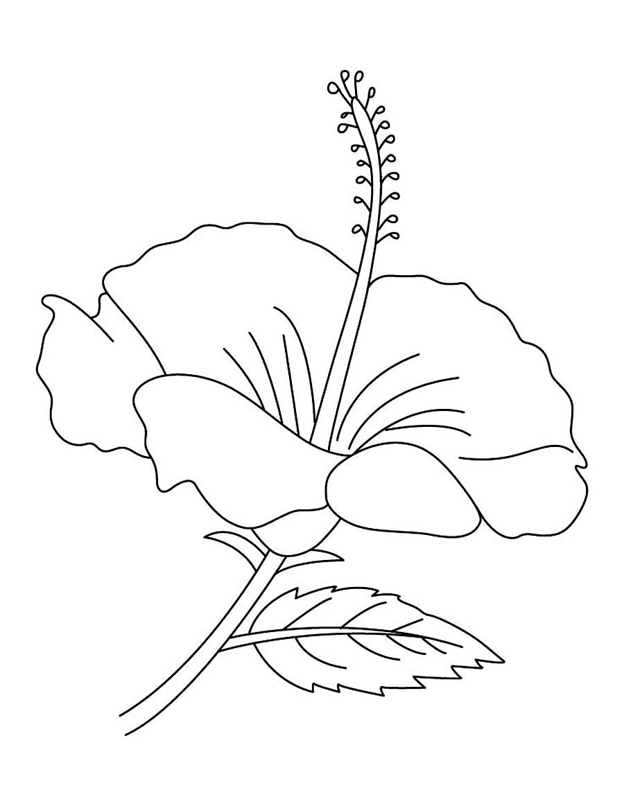 Hibiscus clipart colouring. Free printable coloring pages