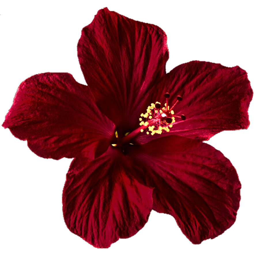 hibiscus clipart december flower