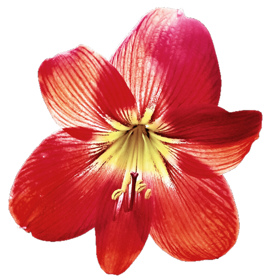 By jeanicebartzen on deviantart. Lily clipart red lily