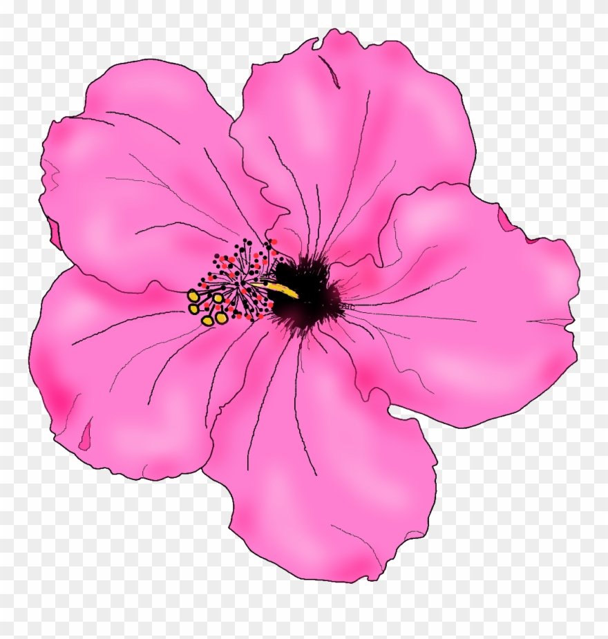 hibiscus clipart drawn flower