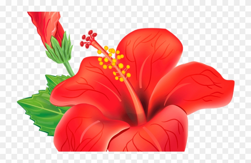 hibiscus clipart exotic flower