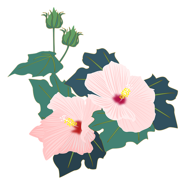 hibiscus clipart flower bali
