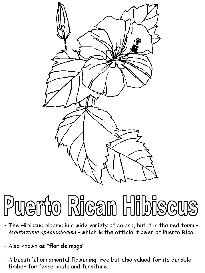 hibiscus clipart flower puerto rico