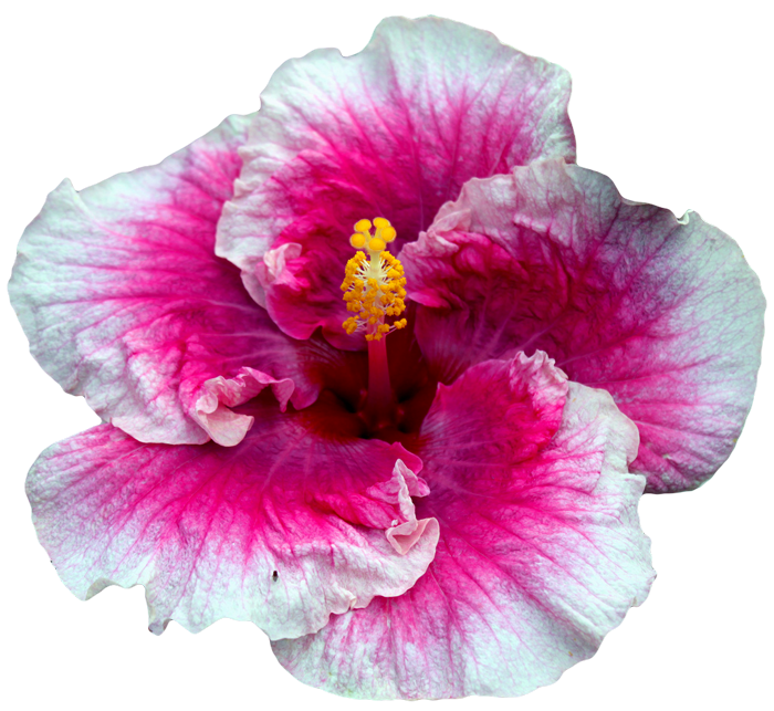 Hibiscus flower puerto rico