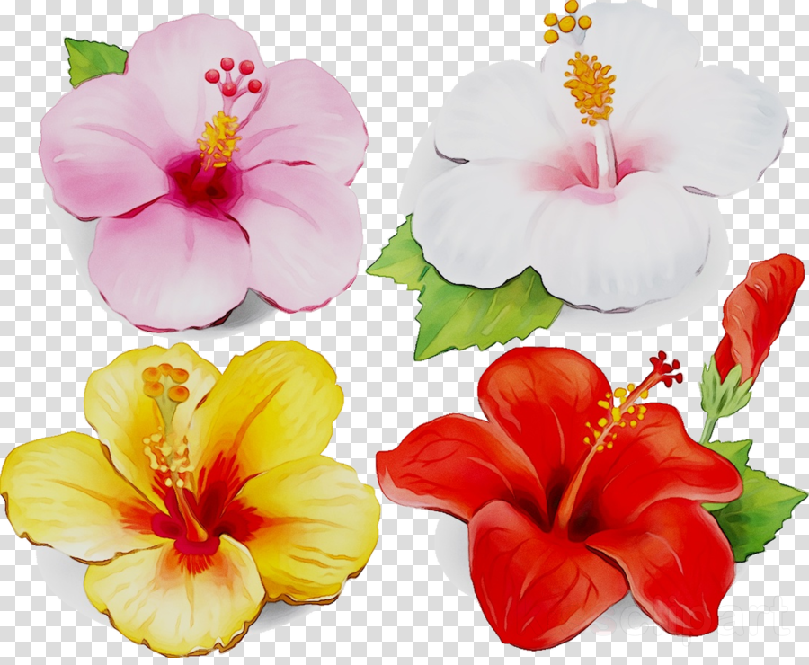 Flower plant . Hibiscus clipart frangipani