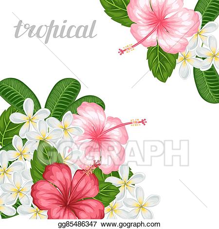 hibiscus clipart frangipani
