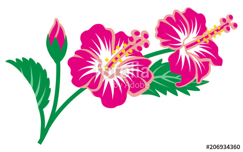Hibiscus clipart free vector. Flowers stock image and
