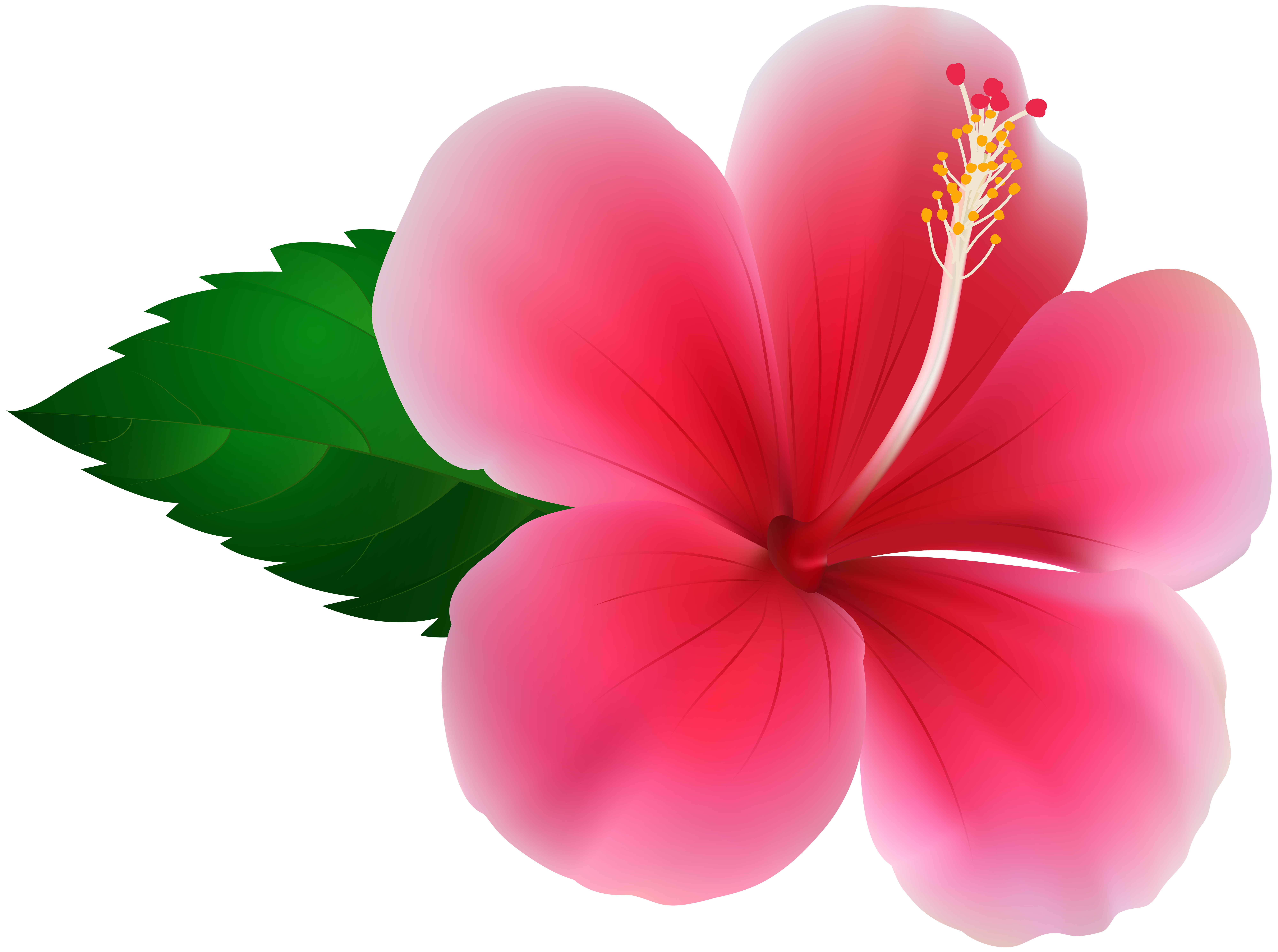hibiscus clipart hibiscus plant