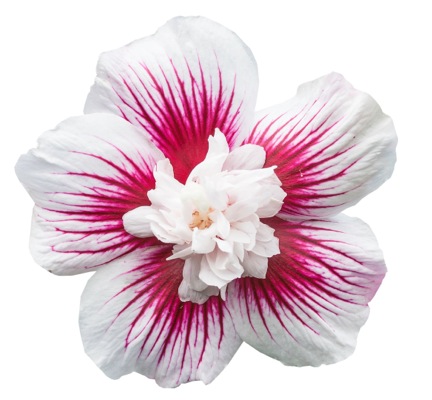 hibiscus clipart hibiscus syriacus